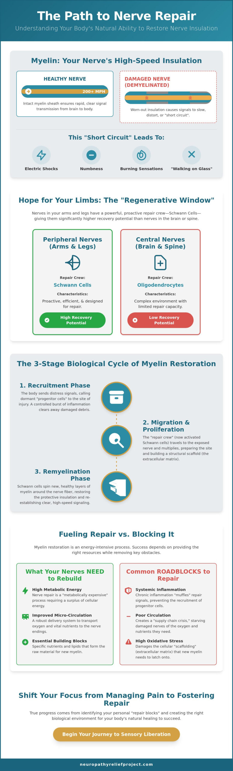 Myelin Sheath Restoration: The Biological Path to Healing Nerve Damage in 2026
